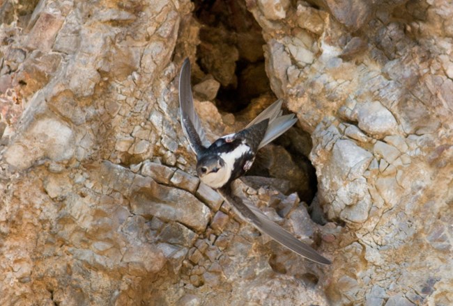 White throated swift flying out of rock crevice.