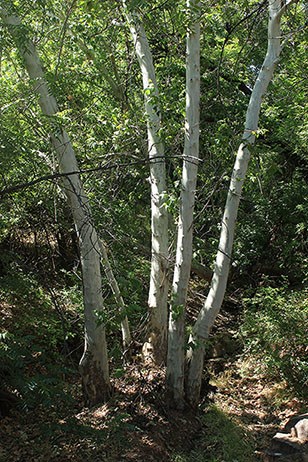 Nature & You: Leafless sycamore trees are brilliant white in winter