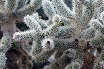Close up of Teddy Bear Cholla branches.