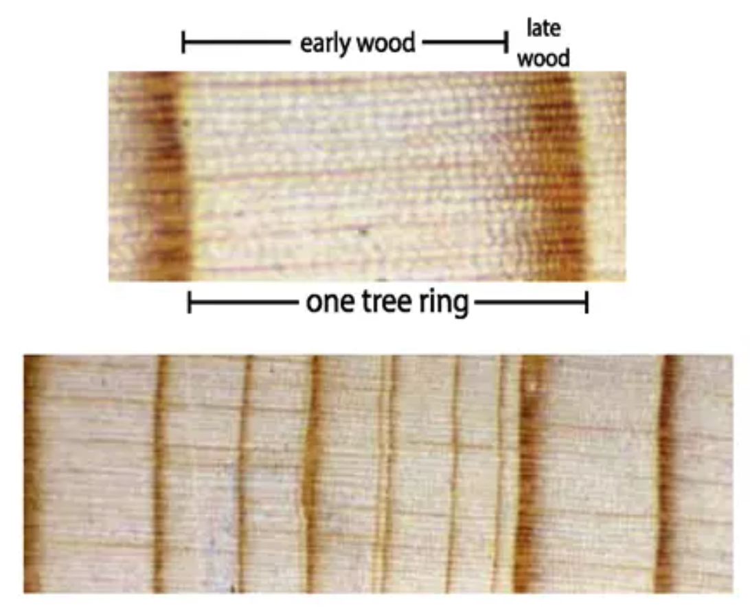 Two images of wood showing distance between tree rings. One is a close-up of the other.