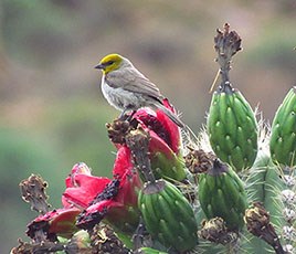 Verdin sitting amongst Saguaro fruit.