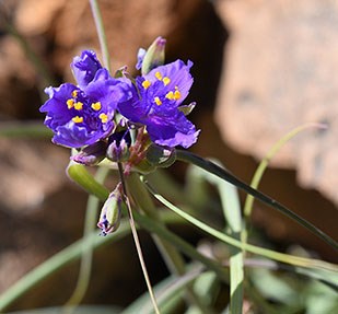 Spiderwort Flowers