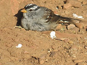 White-crowned Sparrow sitting on the ground.