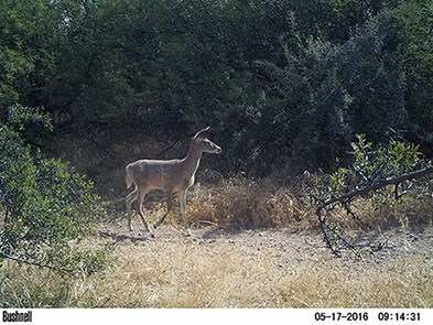White-tailed Deer walking through shrubland.