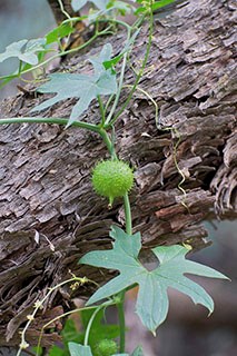 Wild Cucumber