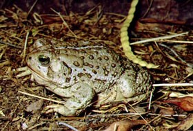 Woodhouse's Toad sitting on dried vegetation.