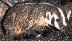 American badger.