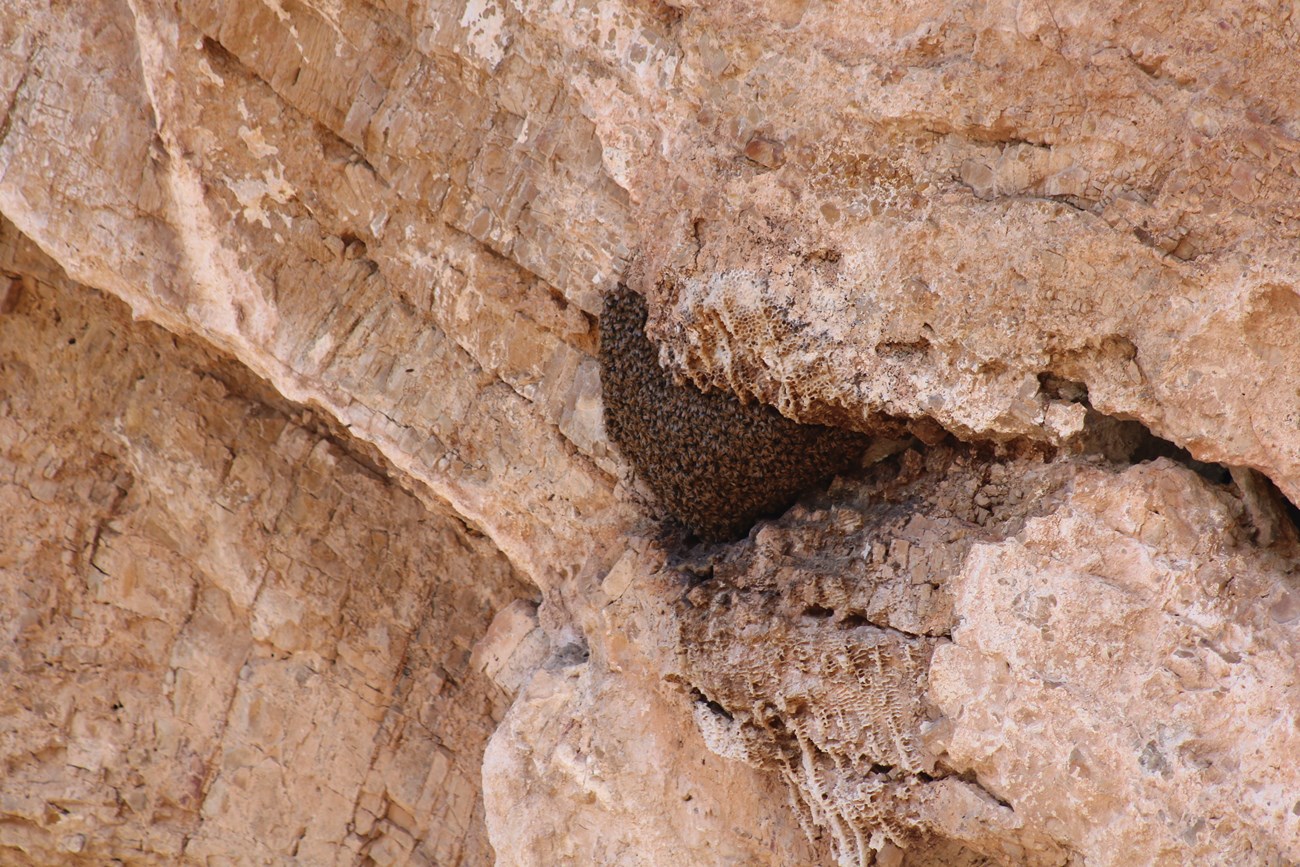 Bee hive in rock crevice.
