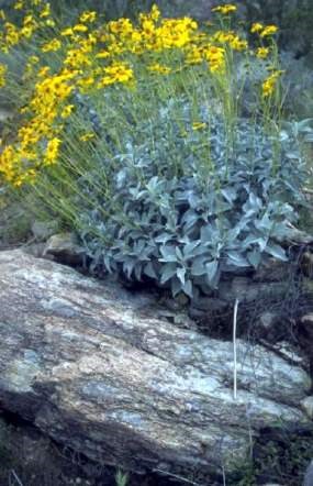 Brittlebush