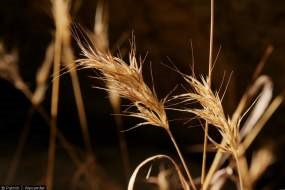 Close up of red brome.