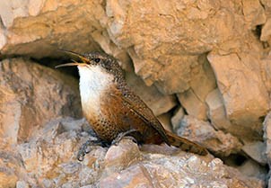 Canyon Wren sitting in a rock crevice.
