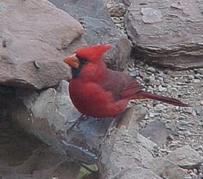 Male cardinal sitting on a rock.