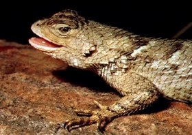 Lizards Tonto National Monument U S National Park Service