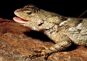 Front of Clark's Spiny Lizard sitting on a rock.