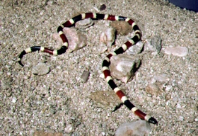 western coral snake western coral snake