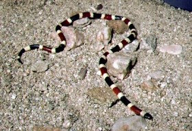 Coral snake laying on gravel.