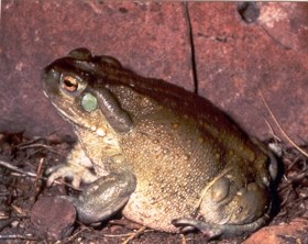 Colorado River Toad sitting next to rock.