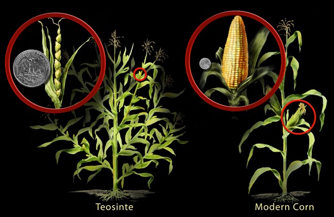 Teosinte(left) and Corn(right) being compared to a US quarter.