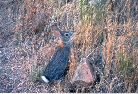 Cottontail standing in dried grasses.