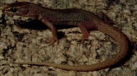 Desert Night Lizard sitting on a rock.