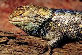 Front of desert spiny lizard on a log.