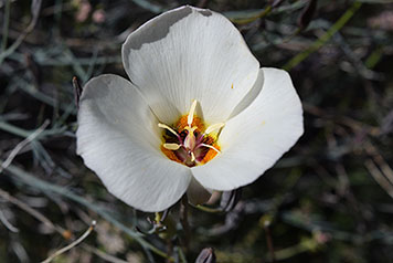 Wildflowers - Tonto National Monument (U.S. National Park