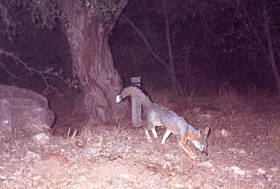 gray fox gray fox