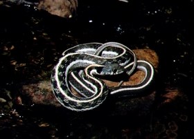 Blackneck Garter snake coiled on a rock.