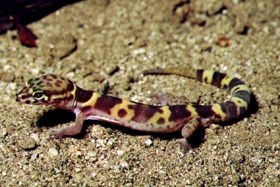 Banded Gecko sitting in the sand.
