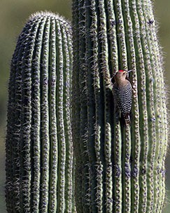 A Gila woodpecker on the side of a saguaro.