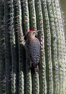 Gila Woodpecker on the side of a Saguaro cactus.
