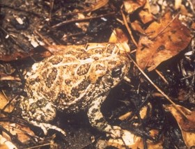 Great Plains Toad sitting among leaves.