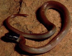 ground snake ground snake
