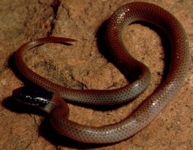 Ground snake with a black head on a rock.