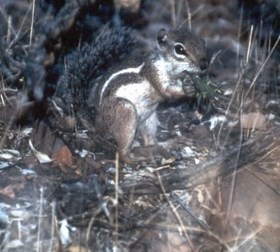 Harris' Antelope Squirrel on the ground eating vegetation.