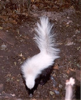 Hognose skunk on dirt.