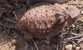 Top of Regal Horned Lizard sitting on the ground.