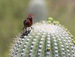House Finch sitting on a cactus.