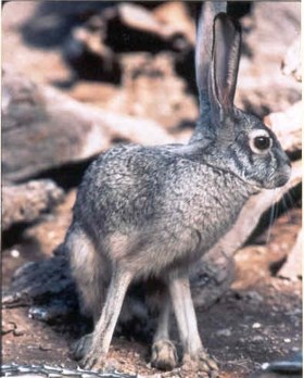 Close up of black-tailed jackrabbit.