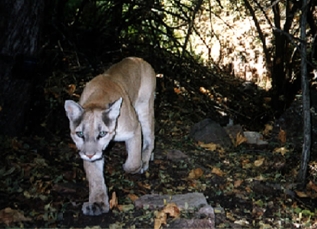 mountain lion on the Upper Cliff Dwelling trail mountain lion on the Upper Cliff Dwelling trail