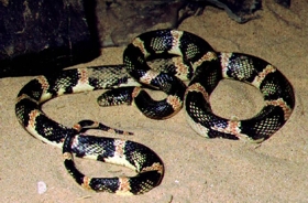 Longnose Snake Longnose Snake