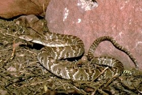 Lyre Snake curled up next to a rock.