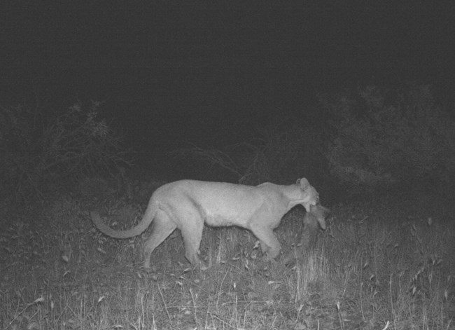 A mountain Lion at night captured by game camera.