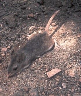 rat