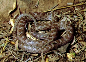 night snake night snake