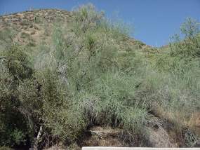 palo verde palo verde