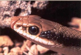 Close up of head of Western Patchnose Snake.