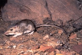 Pocket Mouse on rocky ground.