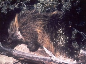 Porcupine standing in vegetation.