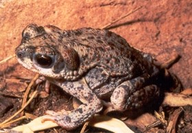 Red-spotted Toad sitting on top of mesquite beans.